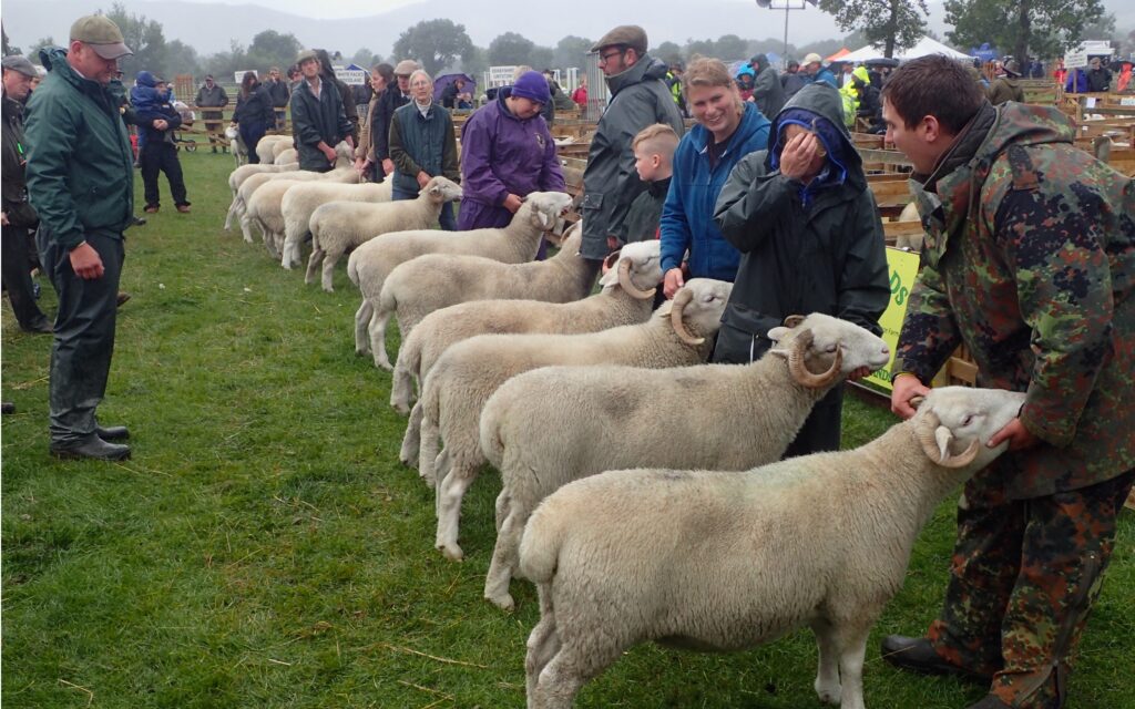 Aged Ewes Hope Show 2019 © Jack Quense