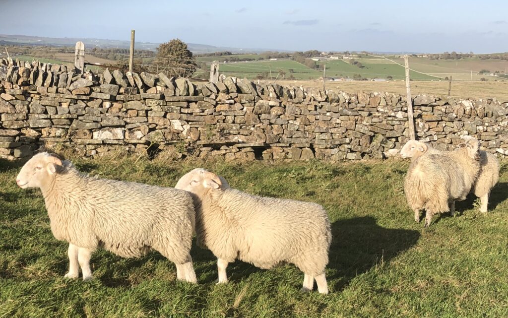 Ewes With A View