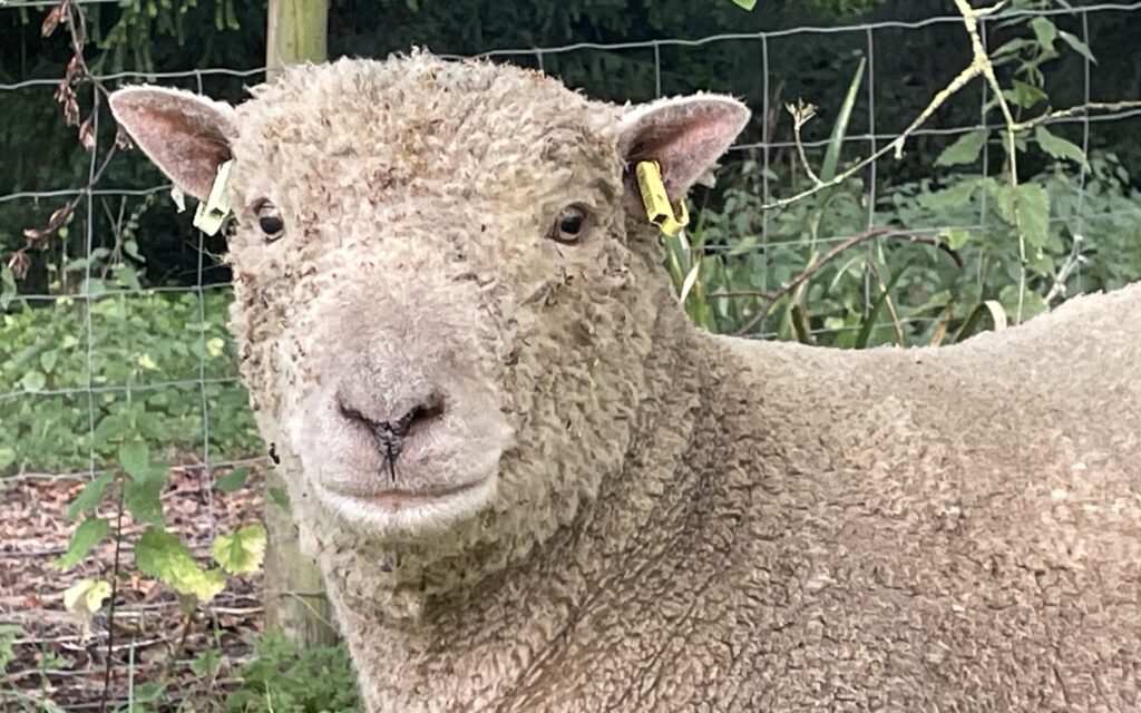 Kingston, one of our Southdown rams