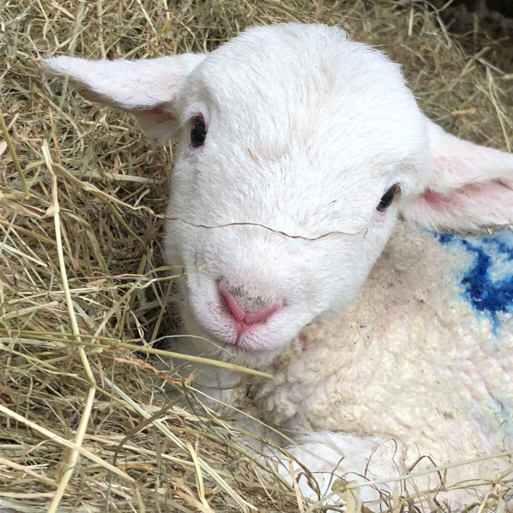 New-Born Lamb In Straw