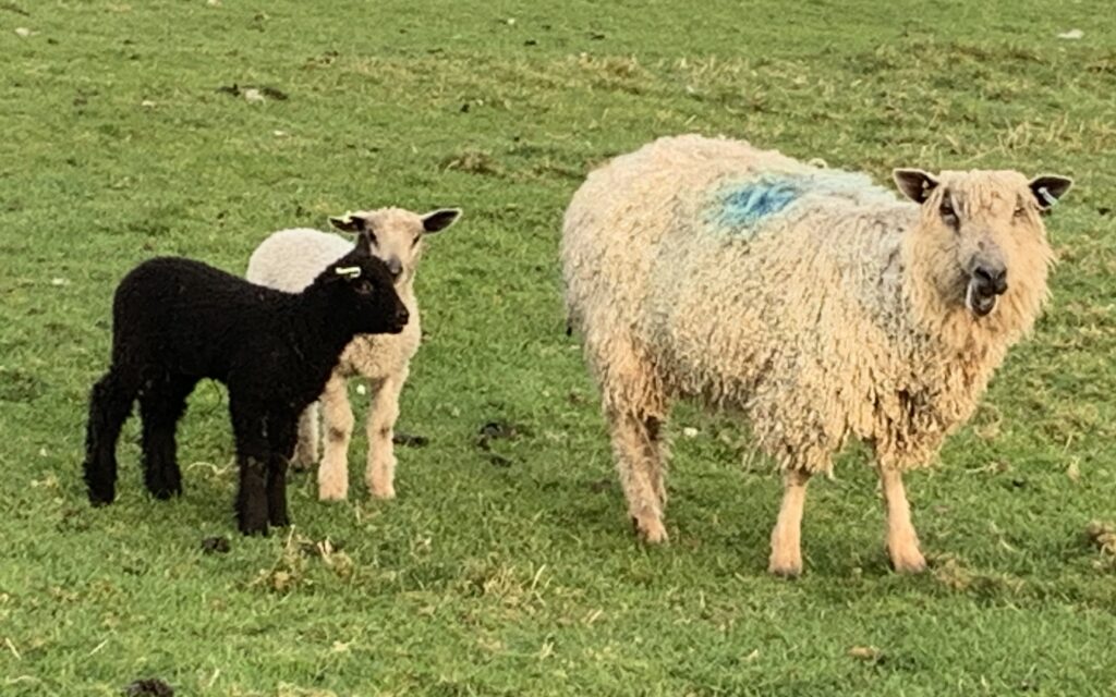 Lambs With Ewe