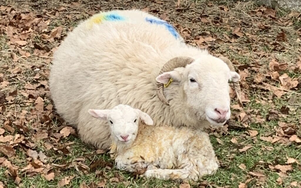 New Born Woodland Lamb