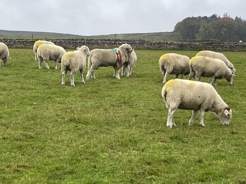 Tupping Time October 2021