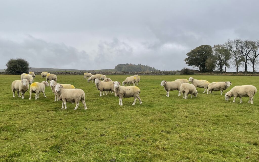 Whitefaced Woodland Sheep On The Farm