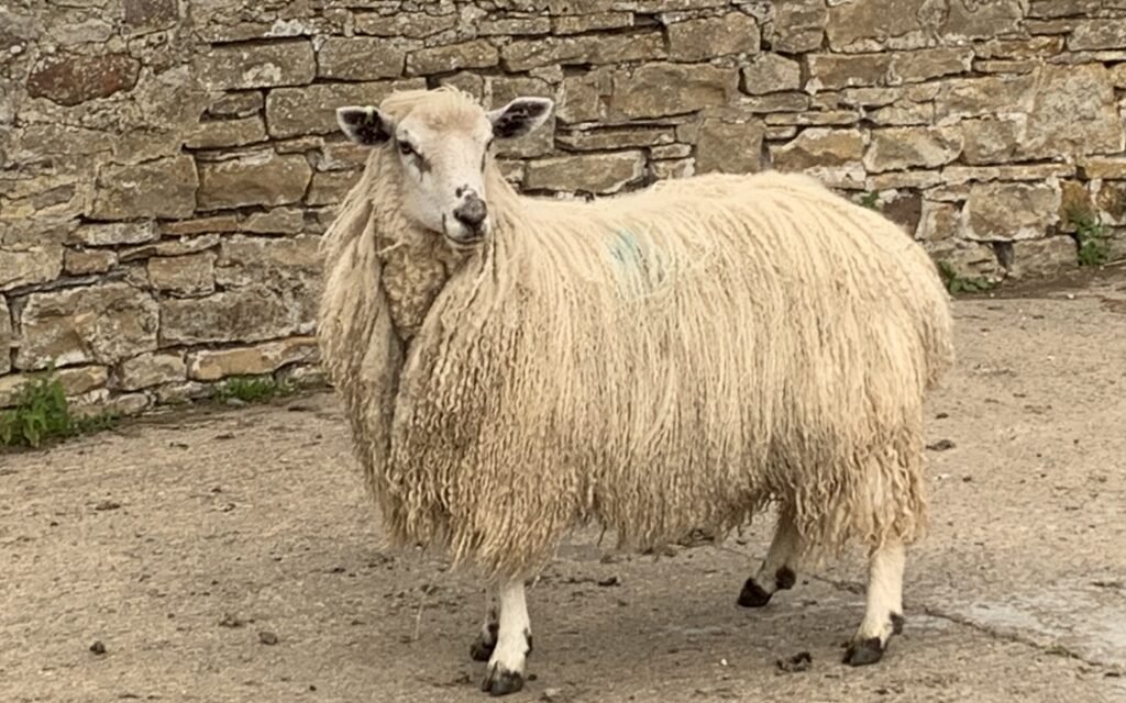 Woodland x Teeswater Ewe